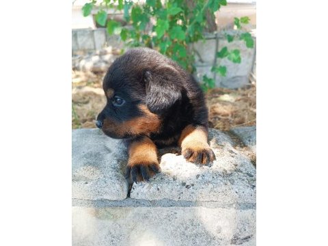 Koca kafa anne babadan kalıtelı köpekler kaçmaz