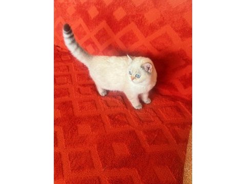 Safkan british shorthair golden&point yavrular