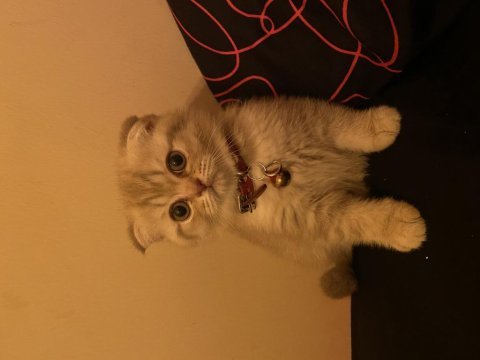 1 yaşında duman gri scottish fold