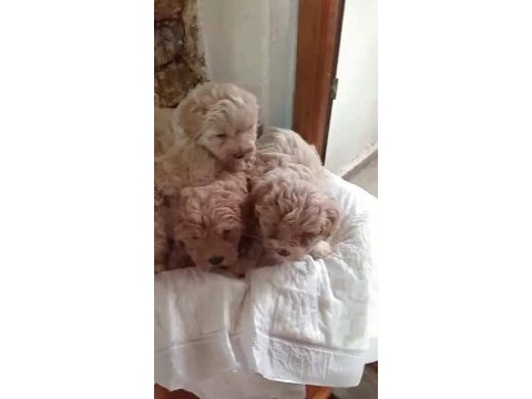 Pet eğitimli dişi erkek maltipoo yavrular