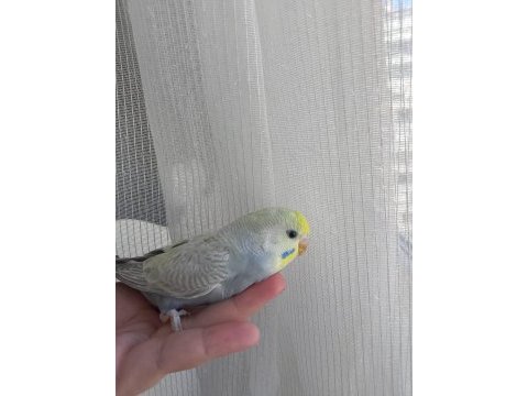 Cins yavru muhabbet kuşu