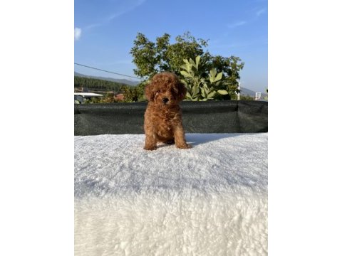Kore kan toy poodle bebekler