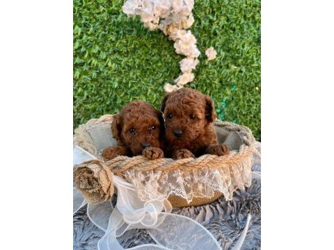 Irk ve sağlık garantili poodle