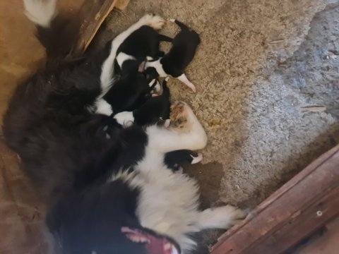 Border collie bebekler için acele edin