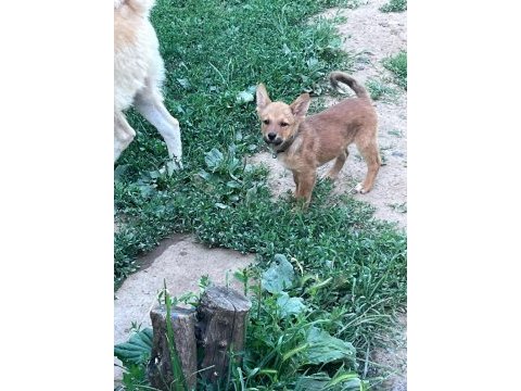 Akita inu yavru köpekler