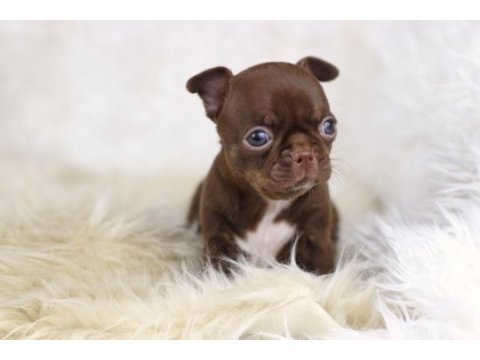 Egzotic teacup chihuahua