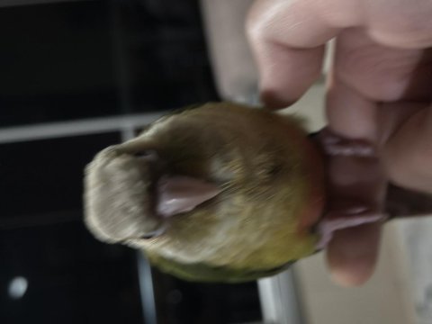 El besleme full evcil 2 aylık konur papağanı