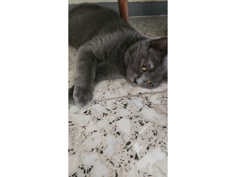 Evde beslediğimiz kendi kedimizin yavruları dişi ve erkek