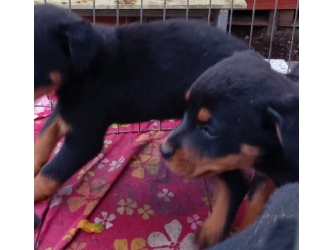 Rottweiler bebekler