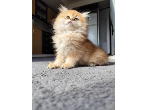 Yeni yuvasını arayan 2 buçuk aylık erkek british longhair