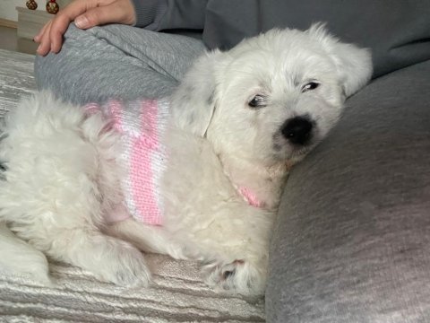 Terrier 2.5 aylık