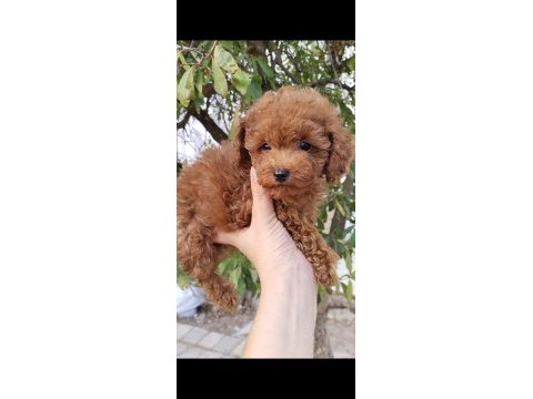 Pafuduk pafuduk poodle yavrular sizleri bekliyor