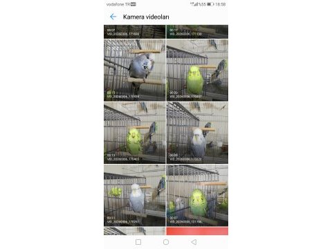 Show jumbo muhabbet kuşu yavrular