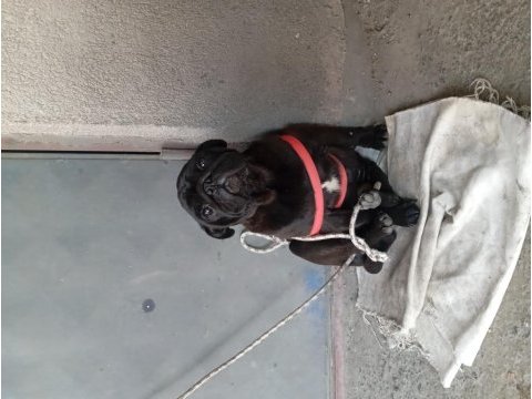 Erkek pug siyah