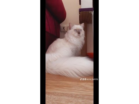 Scrli scottish longhair