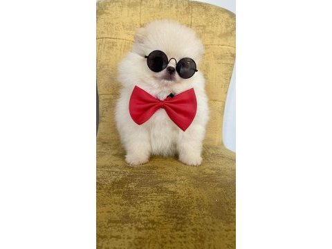Orijinal pomeranian boo