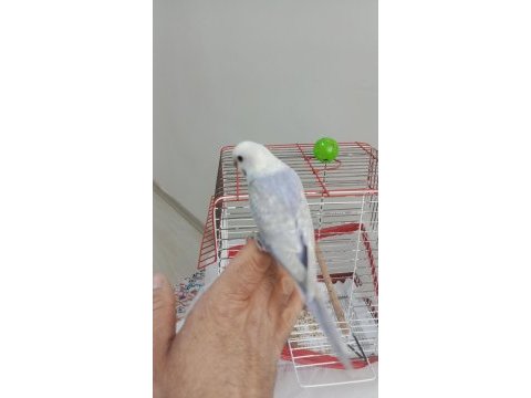 Yavru ev kuşlarım
