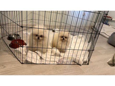 Efsane iki erkek soyu sopu belli çok sağlam pomeranian