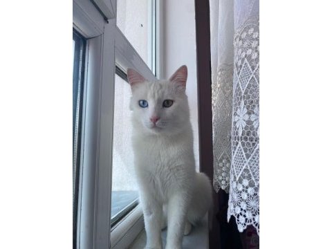 Ankara kedisi evcil 1 yaşında