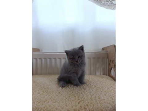 British shorthair yavrularımız