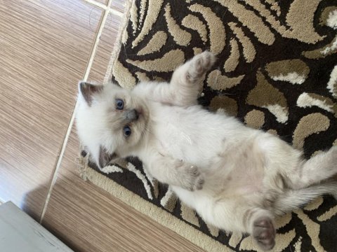 Yavru british shorthair bluepointler