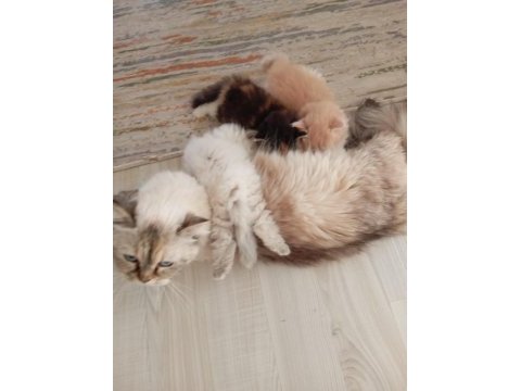 British longhair blue point