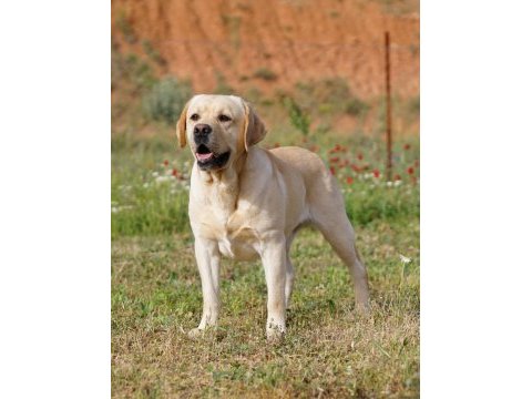 Şampiyon anne babadan fcı-kıf şecereli labrador yavru