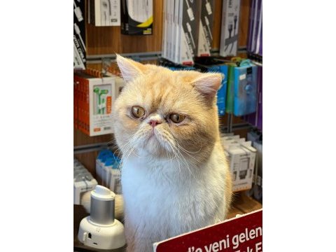 1,5 yaşında exotic shorthair