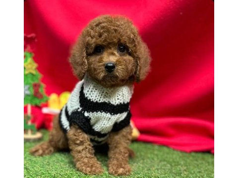 Sevimli toy poodle yavrularımız