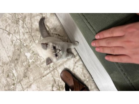 British blue point saf kan