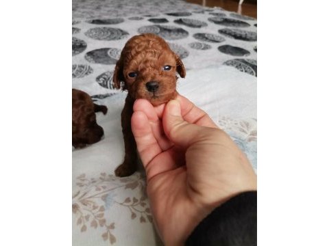 15 günlük kore kan safkan toy poodle bebekler