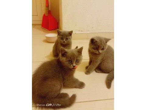 50 günlük british shorthair yavrularım uygun ücretli