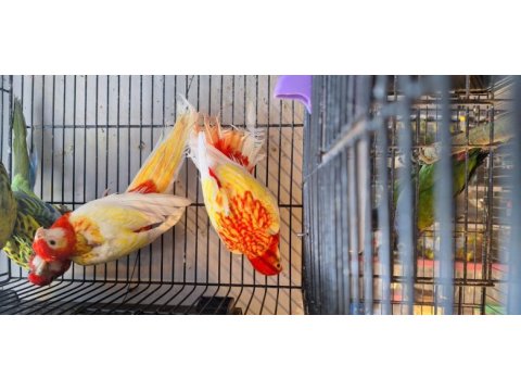 Fiyat açıklamada yazılı rozella papağanı