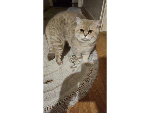 By-25 british longhair sahiplendirilecektir