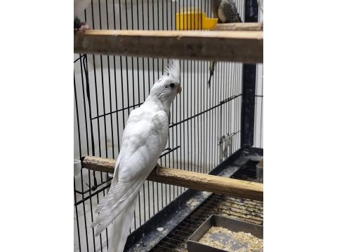 Albino lutino sultan papağanı yavrular mevcut