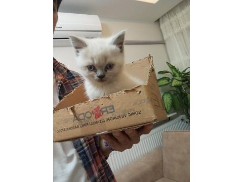 Safkan mavigöz blue point british shorthair