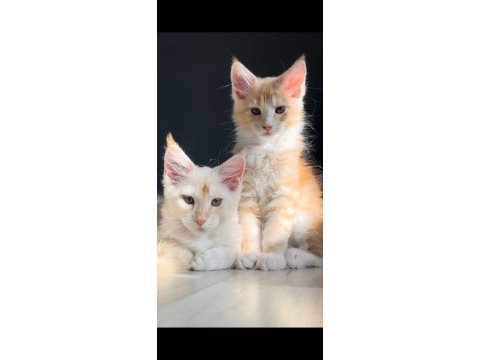 Safkan erkek maine coon yavruları