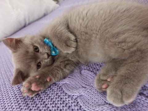 Oyuncu safkan dişi ve erkek tatlı oyuncu british shorthair