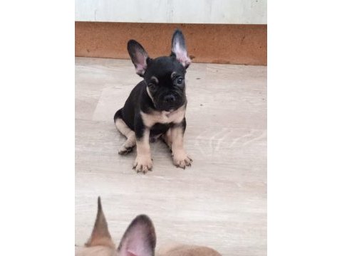 French bulldog 2 erkek