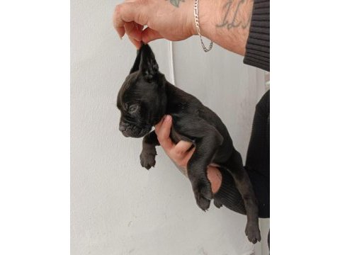Cane corso yavrularımız ırk garantilidir