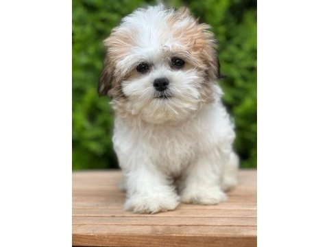 Türkiyenin en güzel morkie yavruları