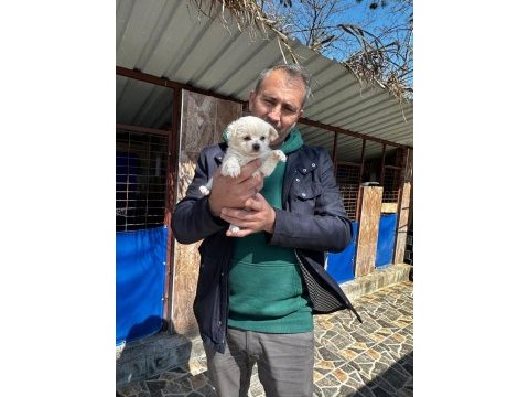 Morkie yavrularımız