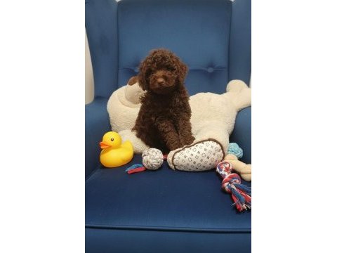 Çikolata toy poodle nadir renk