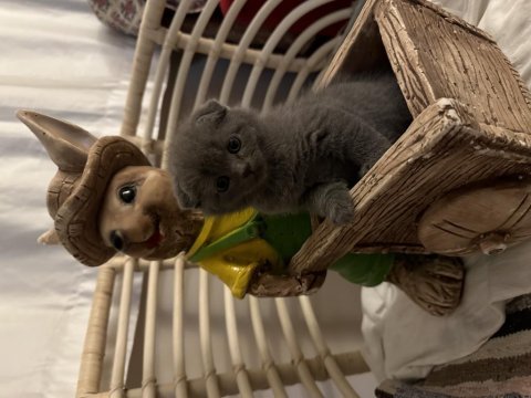 2 aylık scottish fold yavrumuz