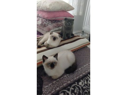 Yavru kedimizi sahiplendirmek istiyoruz