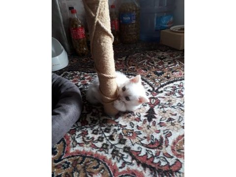 Denizli british shorthair erkek