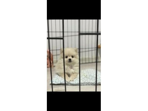 Pomeranian spitz