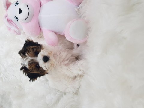 Biewer yorkshire terrier