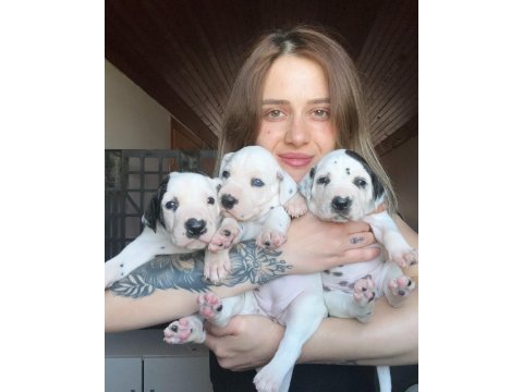 Dalmaçyalı köpeği yavrular