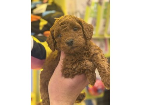 7 yıllık tecrübemiz ile poodle yavrularımız sizlerle